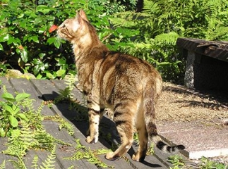 Chat Sokoké